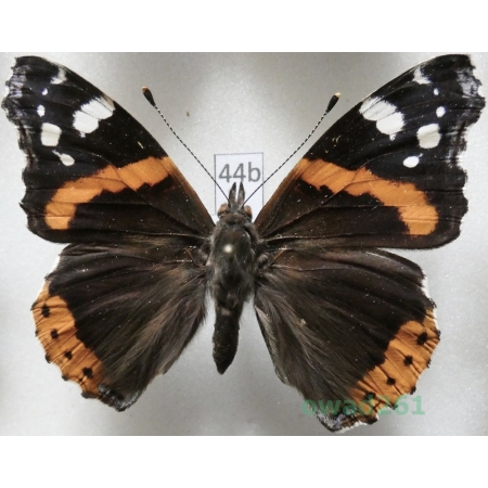 Vanessa atalanta (Linnaeus, 1758) Czech44b
